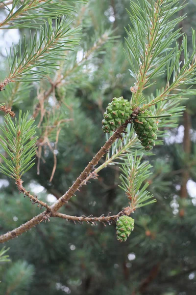 Cones pine. — Stock Photo, Image