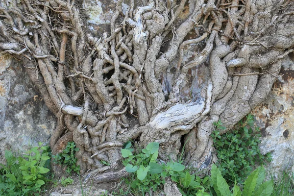 Las raíces . — Foto de Stock