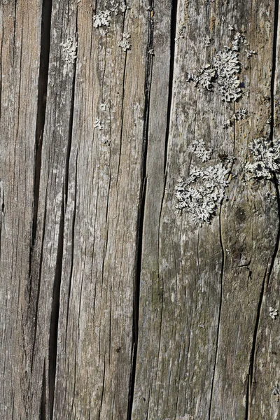 Lichen. — Stock Photo, Image