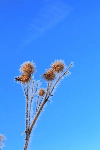 Givre sur l'herbe. — Photo