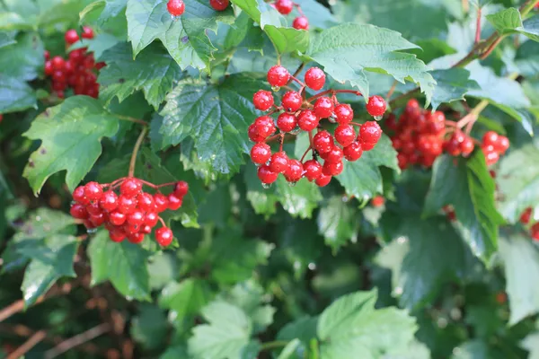 Viburnum bär. — Stockfoto