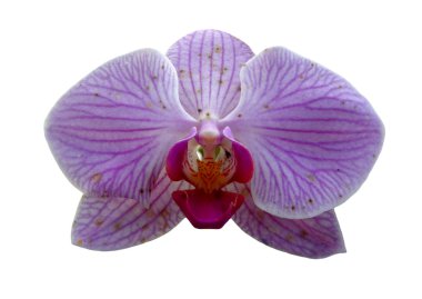 Orkide çiçeği