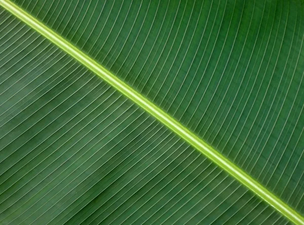 Foglia verde — Foto Stock