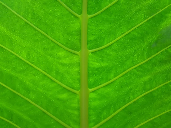 Patrón de hoja — Foto de Stock