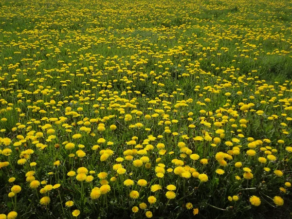 Meadow with blowball flowers — Stock Photo, Image