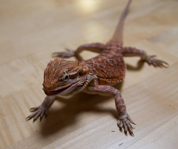 Pogona vitticeps — Stockfoto