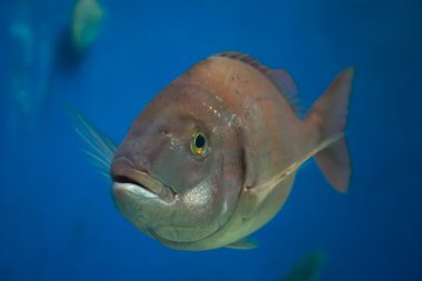 Plectorhinchus mediterraneus
