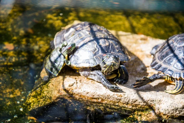 Slider dalle orecchie rosse — Foto Stock