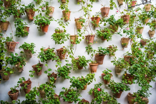 Cordoba duvar saksı