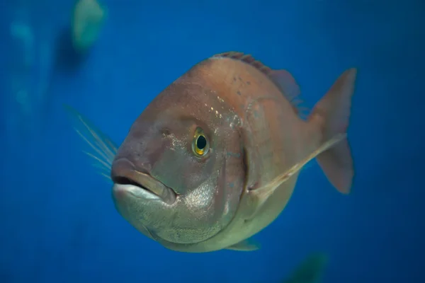Plectorhinchus mediterraneus