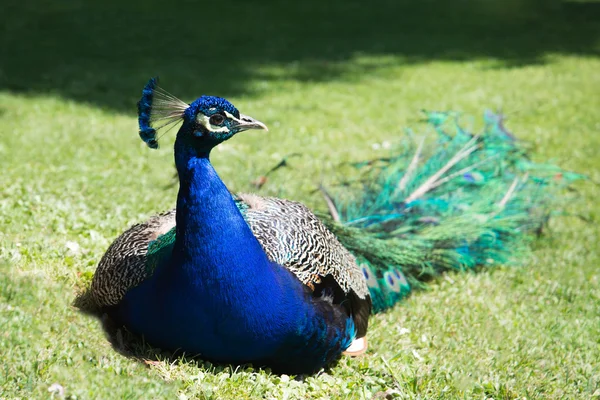 Peacock zitten in het gras — Stockfoto