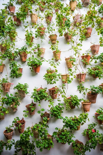 Cordoba duvar saksı