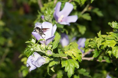 Marangoz yaban arısı
