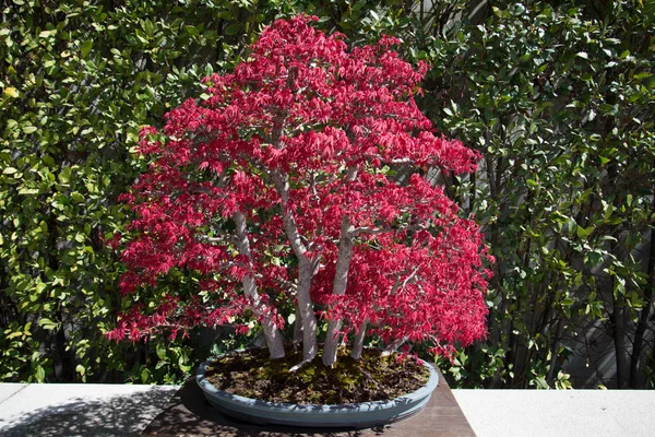 Japanischer Acer-Bonsai — Stockfoto