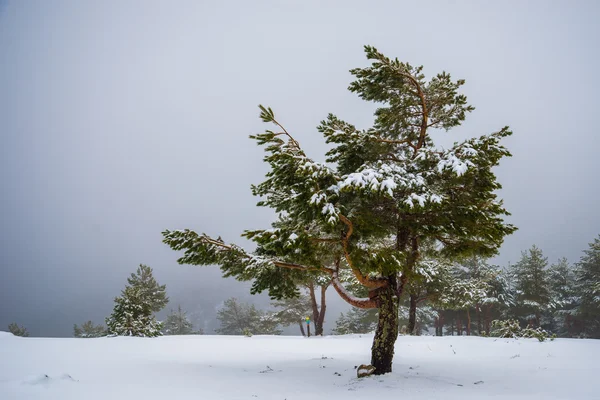 Snöiga skogen i madrid berg. — Stockfoto