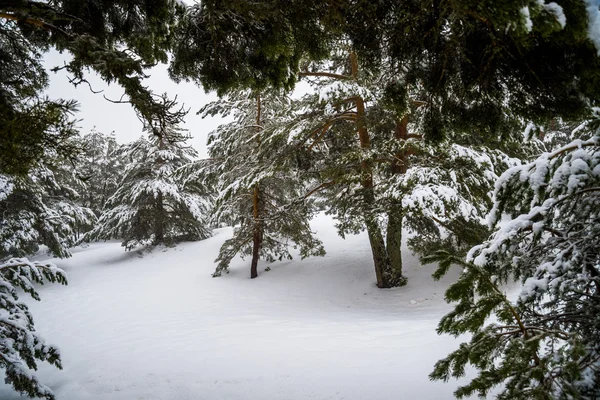 Bosque nevado en las montañas de Madrid . —  Fotos de Stock