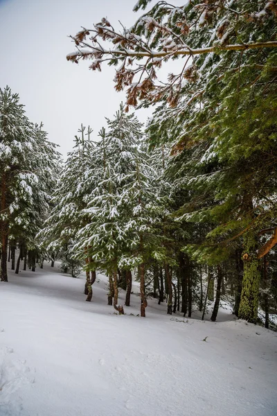 Snowy forest in Madrid mountains. — Stock Photo, Image