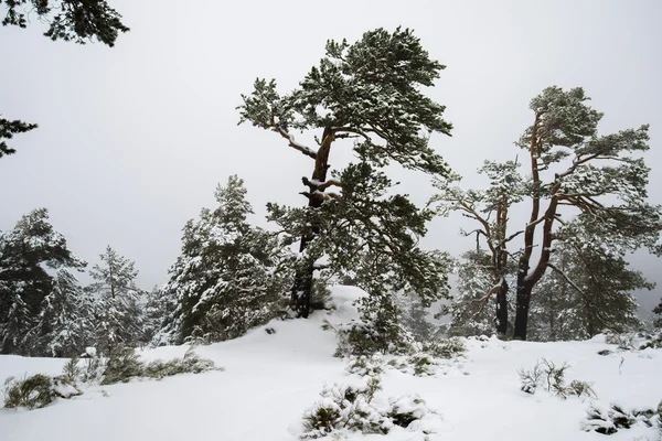 Snöiga skogen i madrid berg. — Stockfoto