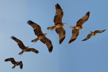 Harris hawk's uçuş dizisi.