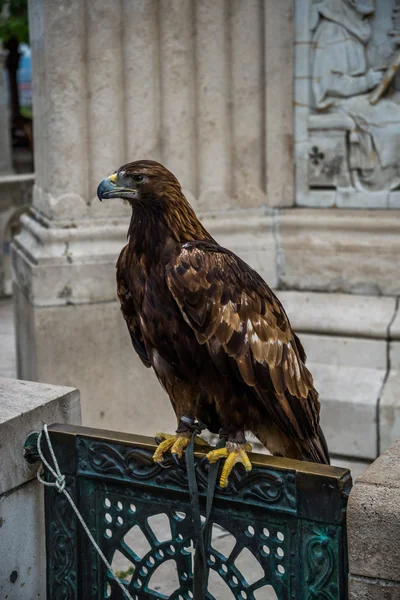 Golden eagle with monumnet background. — Stock Photo, Image