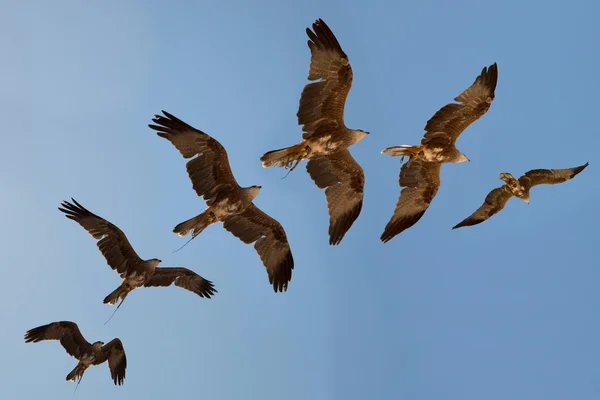 Harris hawk's flight sequence. — Stock Photo, Image