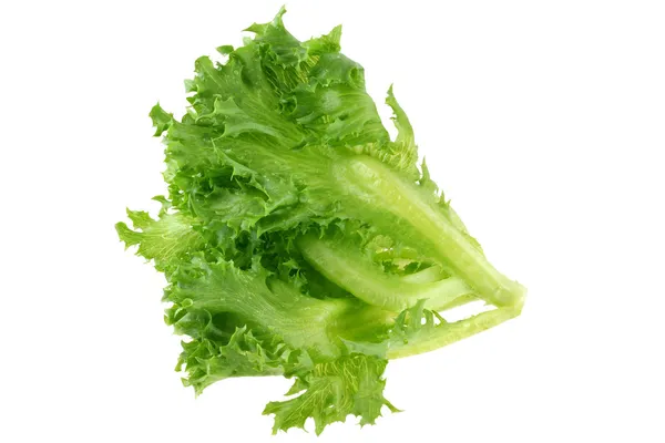 Fresh organic hydroponic Frille Iceberg Lettuce — Stock Photo, Image