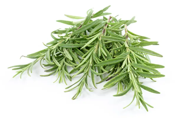 Fresh Rosemary — Stock Photo, Image