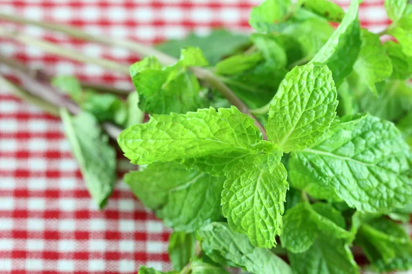 Fresh mint on on a Checkered table cloth — Stock Photo, Image