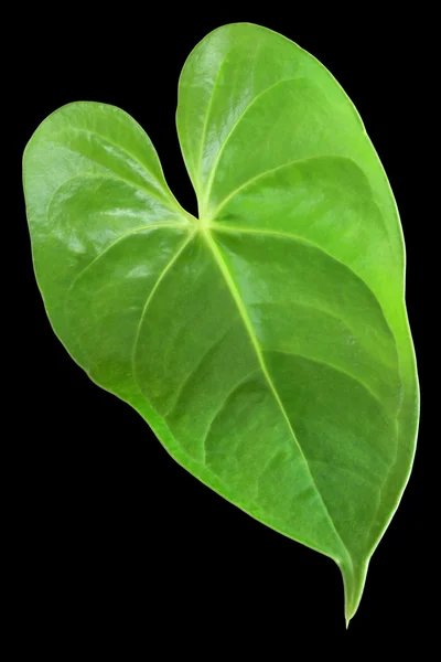 Zelený list s tvarem srdce — Stock fotografie