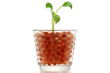 Pothos (şeytanın sarmaşık) bir bardak kahverengi hidrojel topları