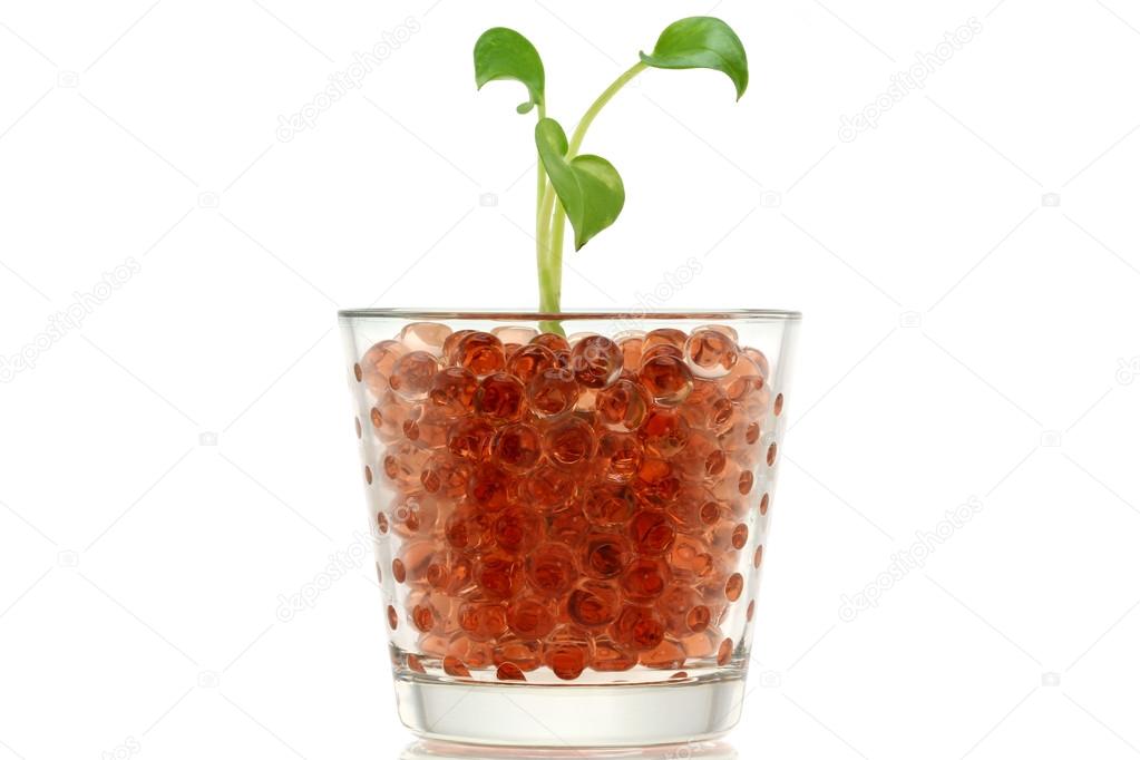 Pothos (Devil's Ivy) in a glass of Brown Hydrogel Balls