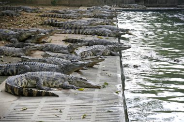 tuzlu su timsahları