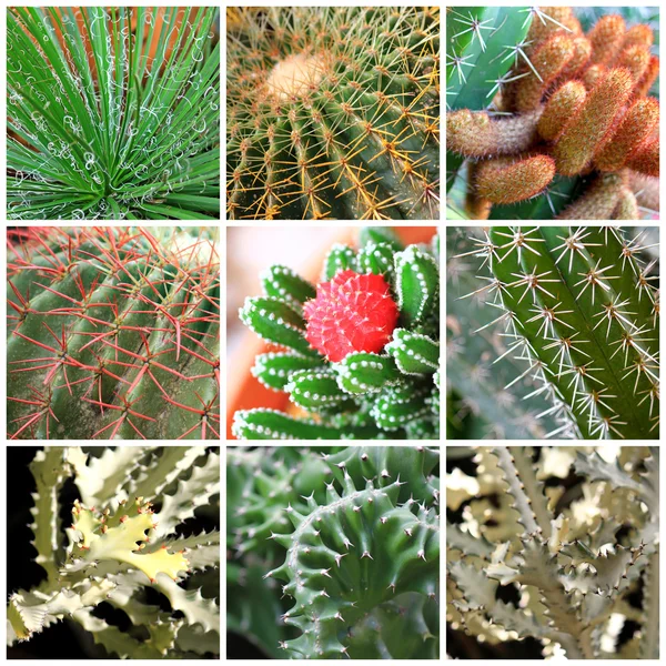 Diversi tipi di cactus — Foto Stock