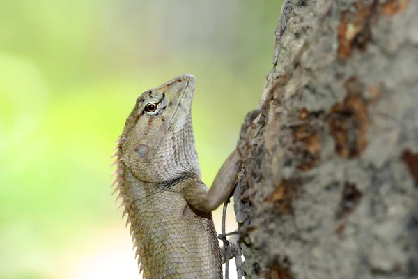 Um lagarto a subir na árvore — Fotografia de Stock