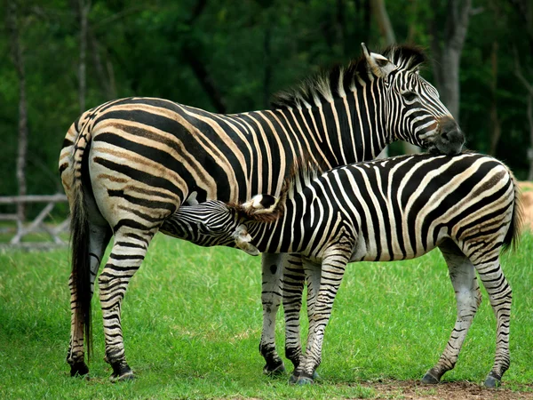 Mother and a baby Zebra — Stock Photo, Image
