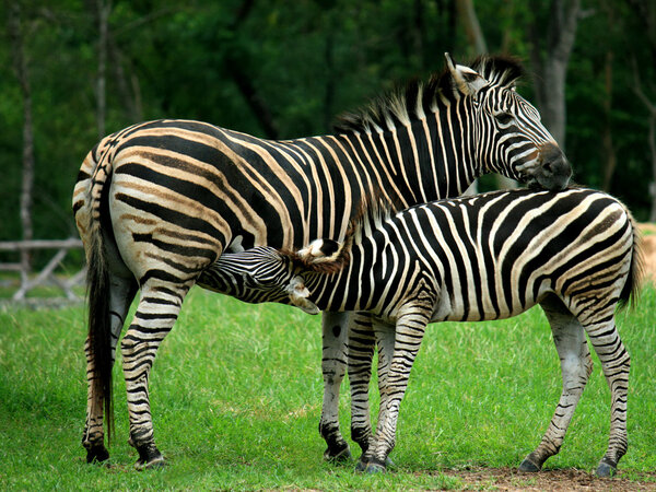 Mother and a baby Zebra showing affection