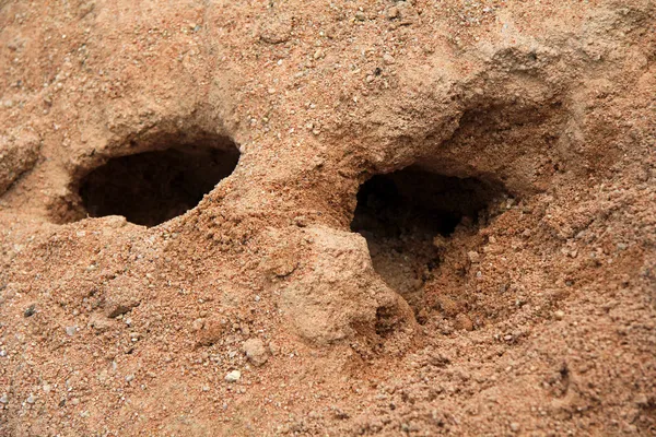 Agujeros de conejo — Foto de Stock