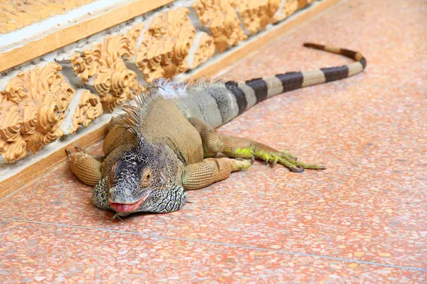 巨大的鬣鳞蜥 — 图库照片