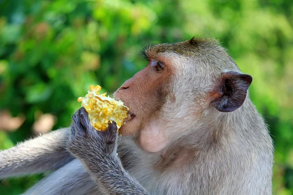A monkey nibbling corn — Stock Photo, Image