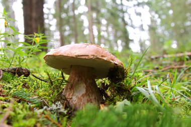 Avrupa'nın çok büyük, popüler ve nadir yenilebilir mantar