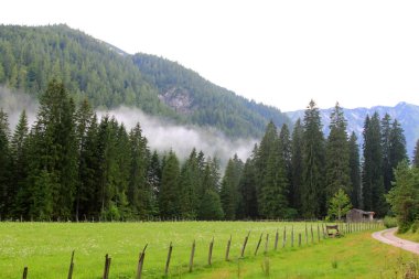 tirol, Avusturya Alplerinde bahar çiçek alanı
