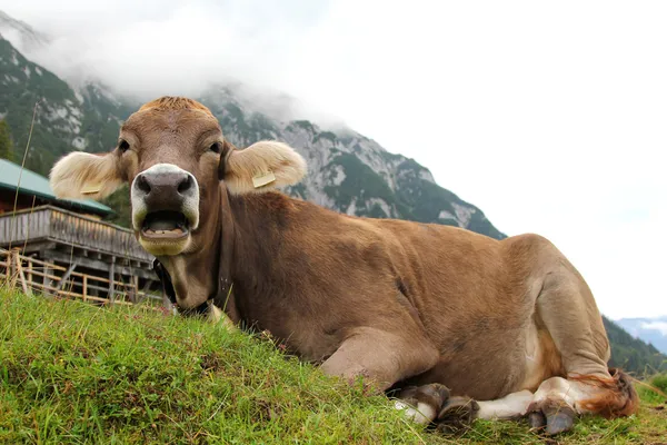 オーストリアの山にリラックスしたオーストリアの牛 — ストック写真