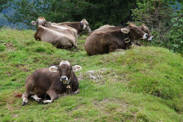 Vaca austríaca relajándose en una montaña en Austria — Foto de Stock