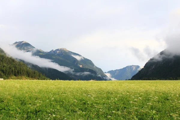 Spring Flower Field in Tirol, Alpi austriache — Foto Stock