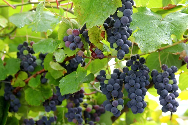 "Uvas de fresa" maduras, cultivadas en el sur del Tirol, Italia —  Fotos de Stock