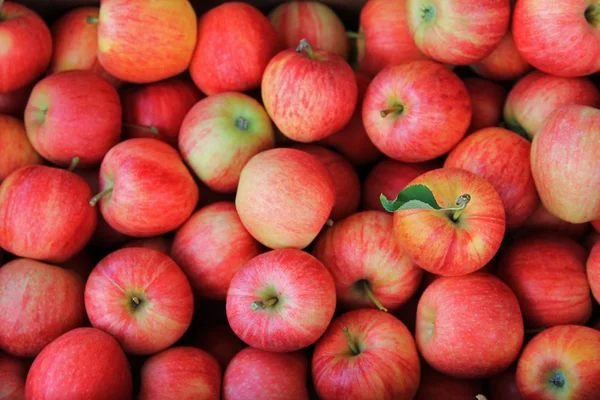 Freshly picked ripe Red Apples — Stock Photo, Image