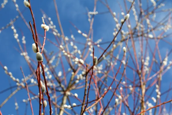Branches of Pussy Willow Trees — Stock Photo, Image