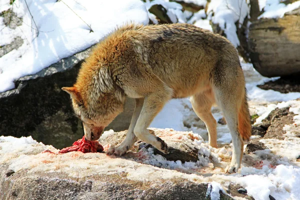 Ein Wolf isst gerne ein Stück frisches Fleisch — Stockfoto