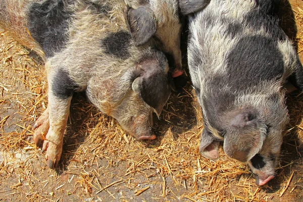 Les cochons Turopolje, cochons européens — Photo