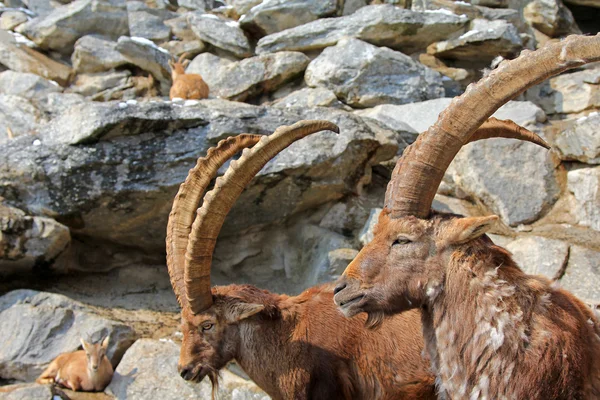 Steinbock, o ibex alpino — Fotografia de Stock